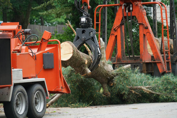 How Our Tree Care Process Works  in  Ferrum, VA